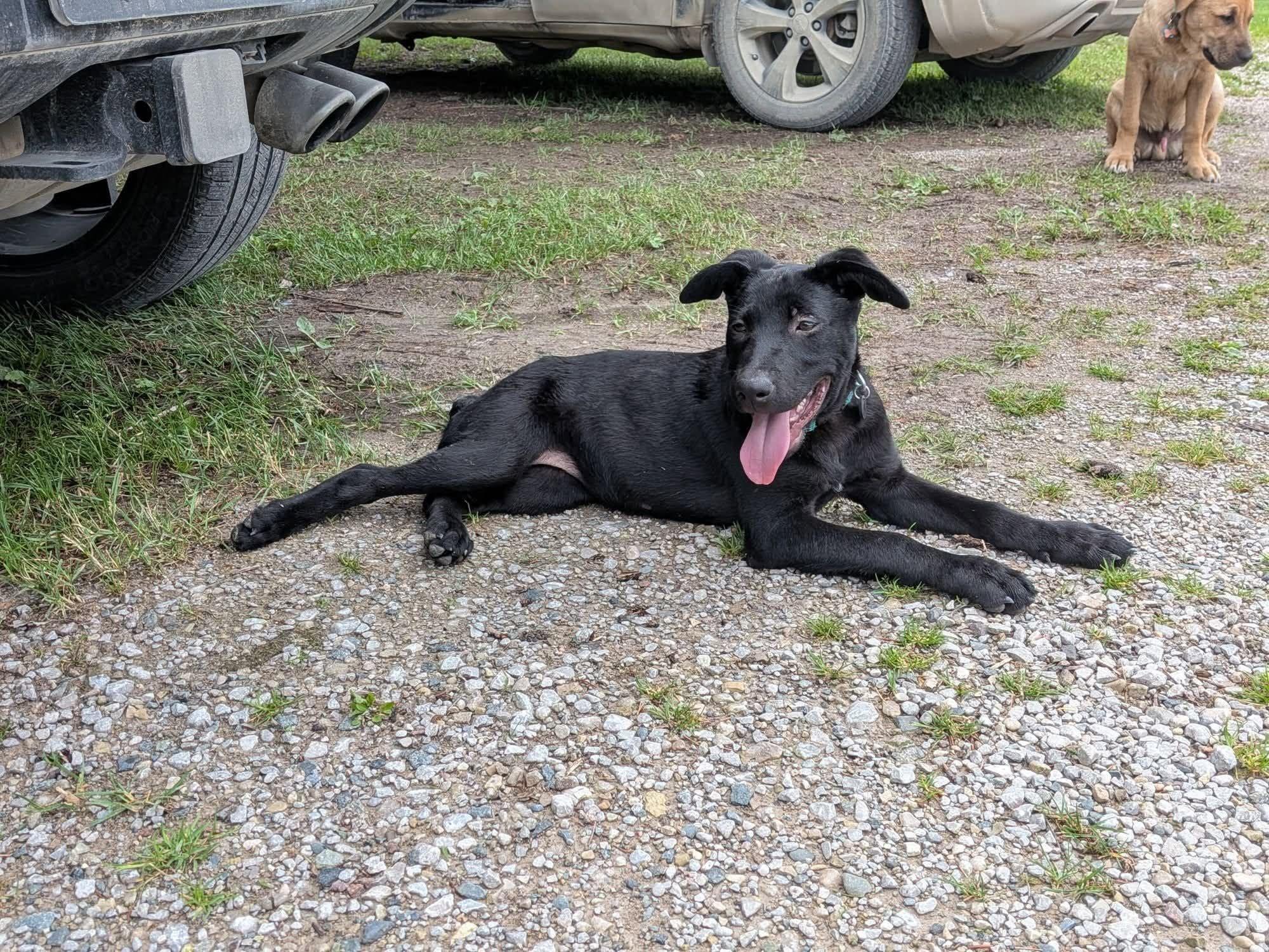 Nevi, a ADOPTABLE mixed breed in Woodstock, ON image 3/3