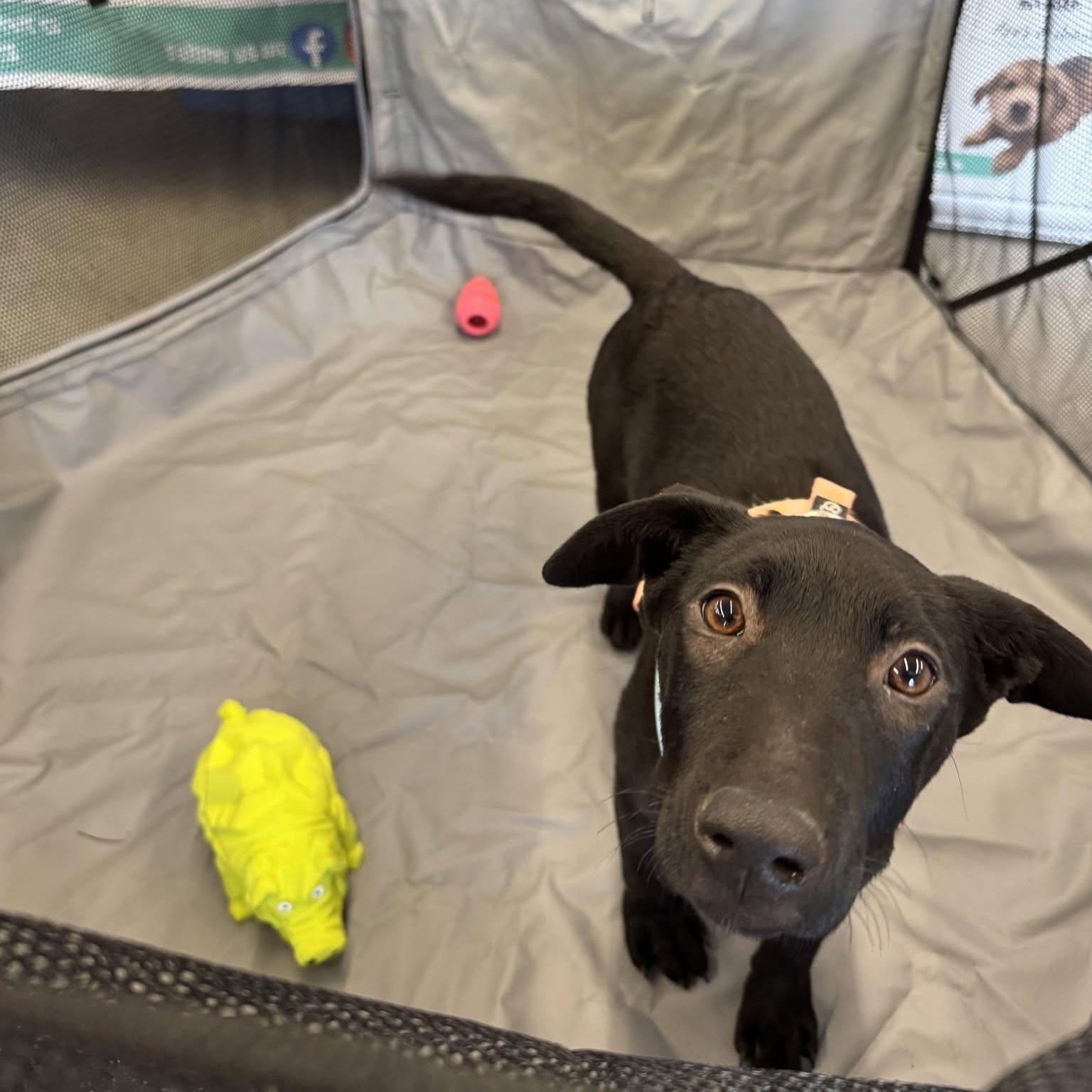 Nevi, ADOPTABLE, Puppy Female Black Labrador Retriever.