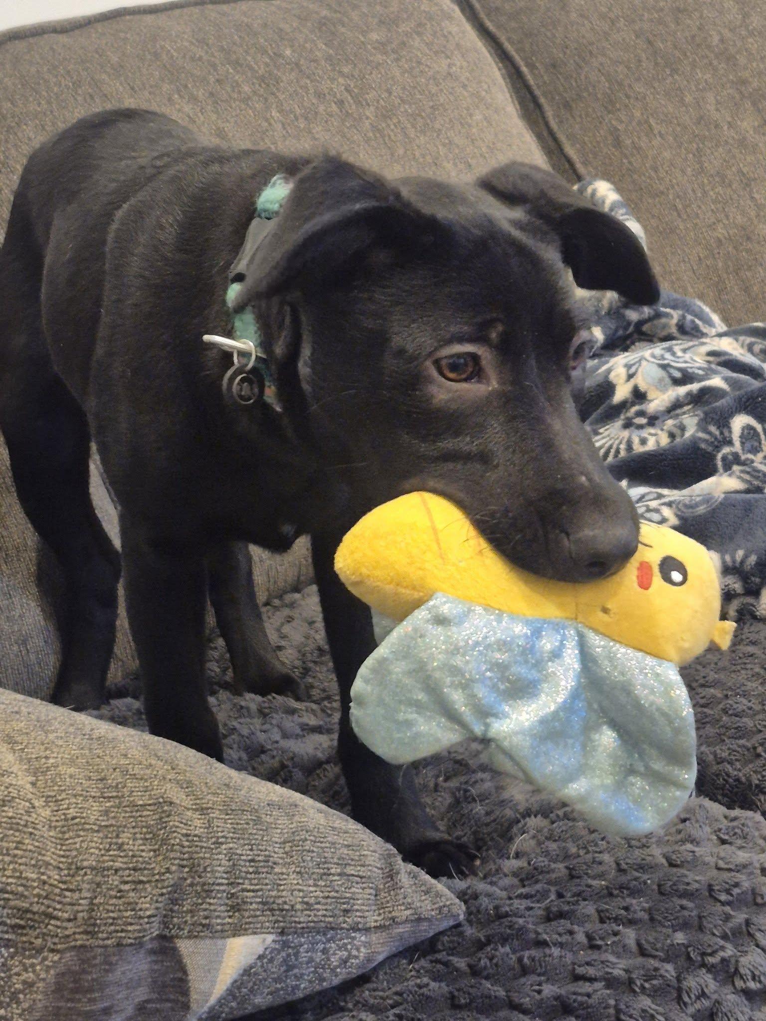 Nevi, a ADOPTABLE mixed breed in Woodstock, ON image 2/3