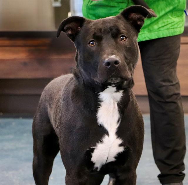 Enlarge NIKO, a Adoptable Pit Bull Terrier in San Luis Obispo, CA image 1/1