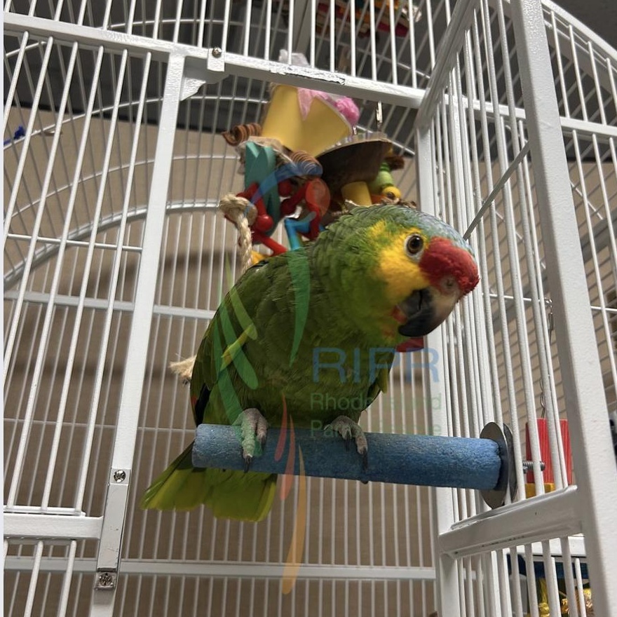 Pacos, a Adoptable Amazon in Cape Elizabeth, ME image 3/6