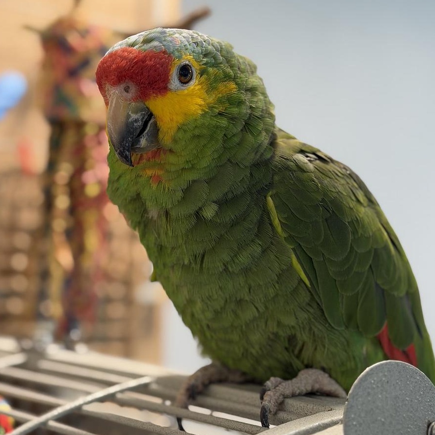 Pacos, a Adoptable Amazon in Cape Elizabeth, ME image 1/6