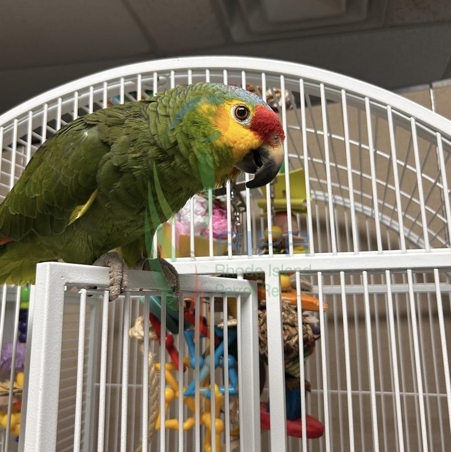 Pacos, a Adoptable Amazon in Cape Elizabeth, ME image 4/6