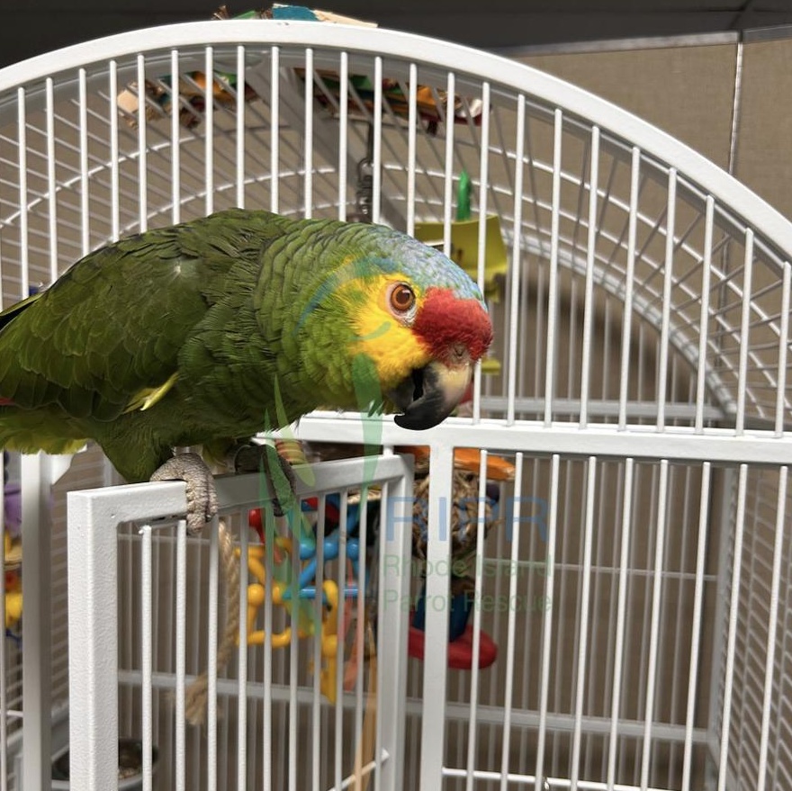 Pacos, a Adoptable Amazon in Cape Elizabeth, ME image 5/6