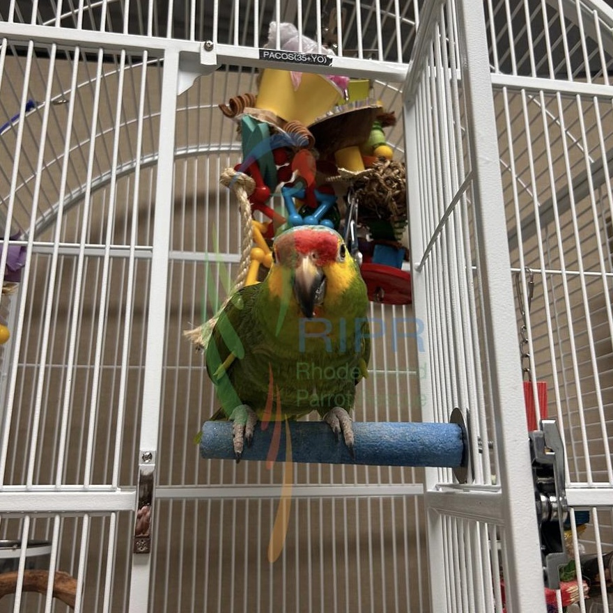 Pacos, a Adoptable Amazon in Cape Elizabeth, ME image 6/6