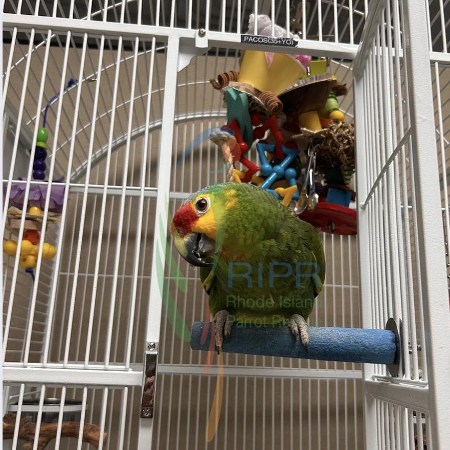 Pacos, Adoptable, Adult Unknown Amazon.