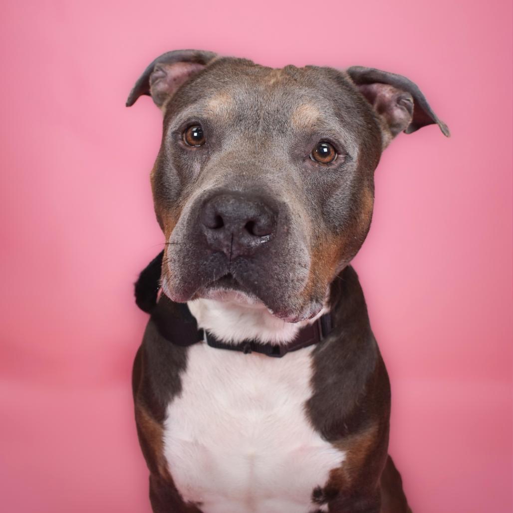 Enlarge Rico, a Adoptable American Bulldog in West Palm Beach, FL image 1/6