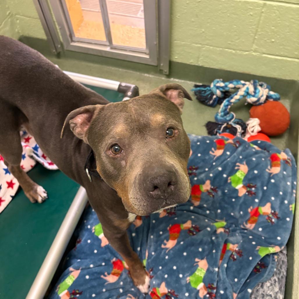 Enlarge Rico, a Adoptable American Bulldog in West Palm Beach, FL image 2/6