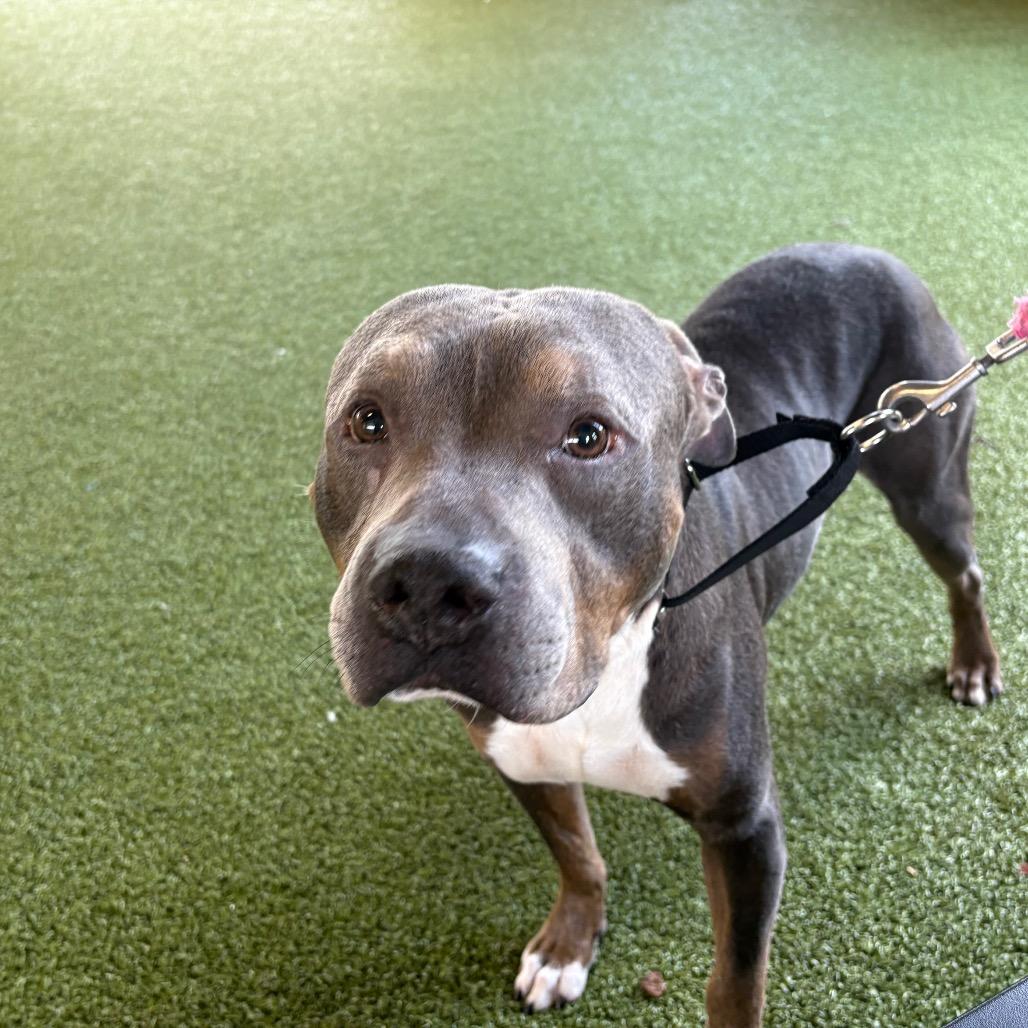 Enlarge Rico, a Adoptable American Bulldog in West Palm Beach, FL image 3/6