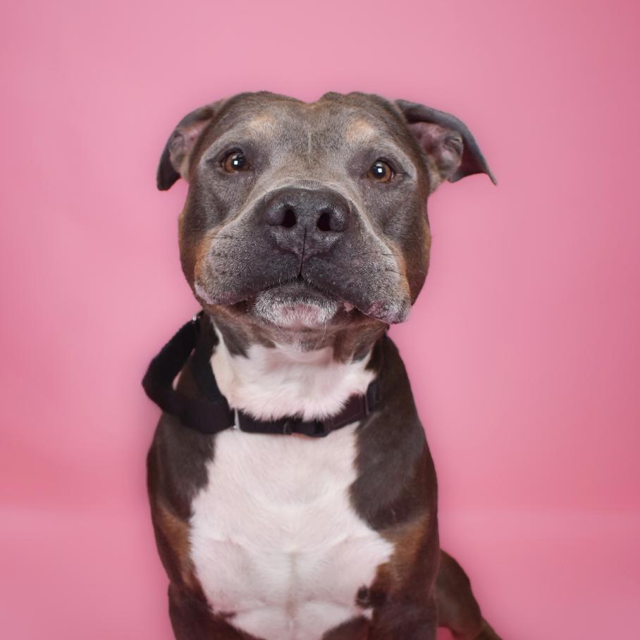 Enlarge Rico, a Adoptable American Bulldog in West Palm Beach, FL image 4/6