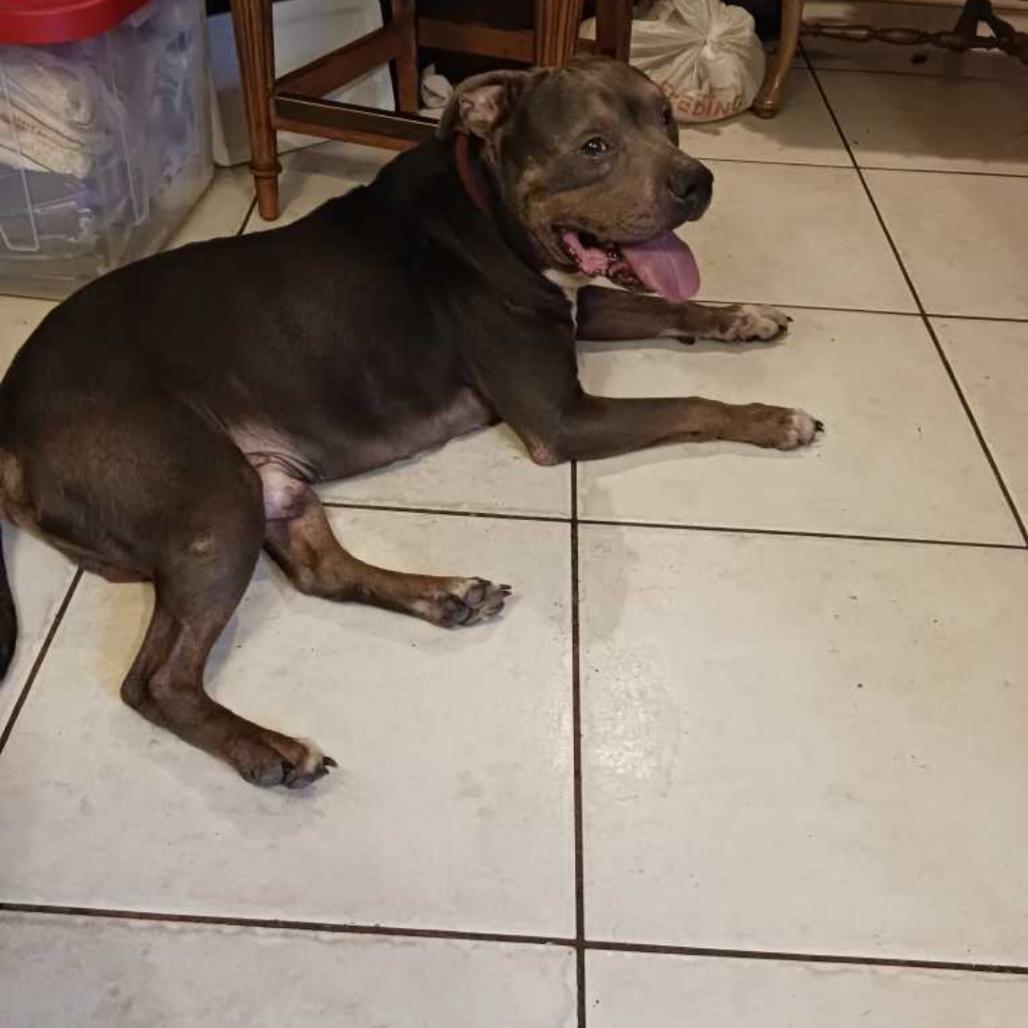 Enlarge Rico, a Adoptable American Bulldog in West Palm Beach, FL image 5/6