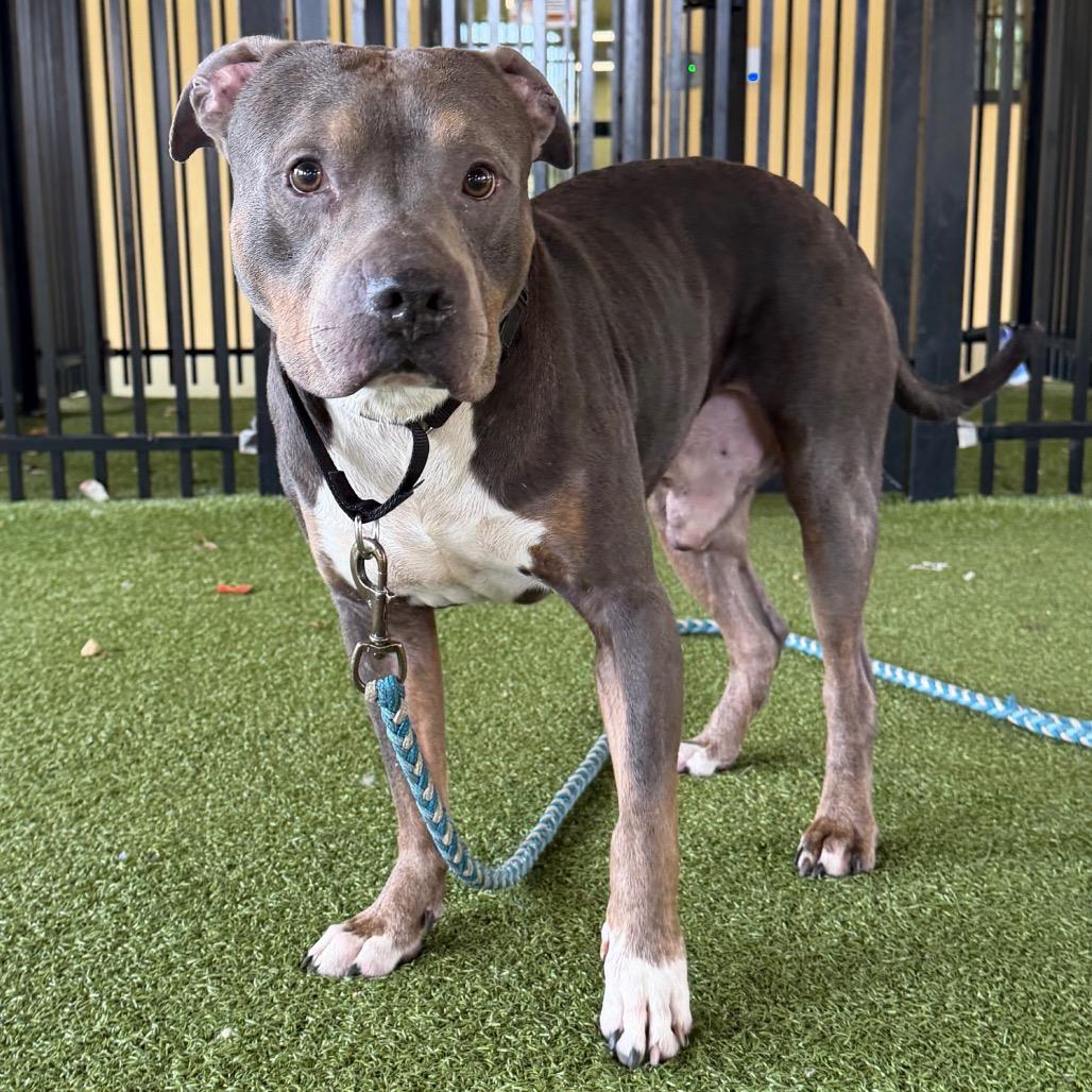 Enlarge Rico, a Adoptable American Bulldog in West Palm Beach, FL image 6/6