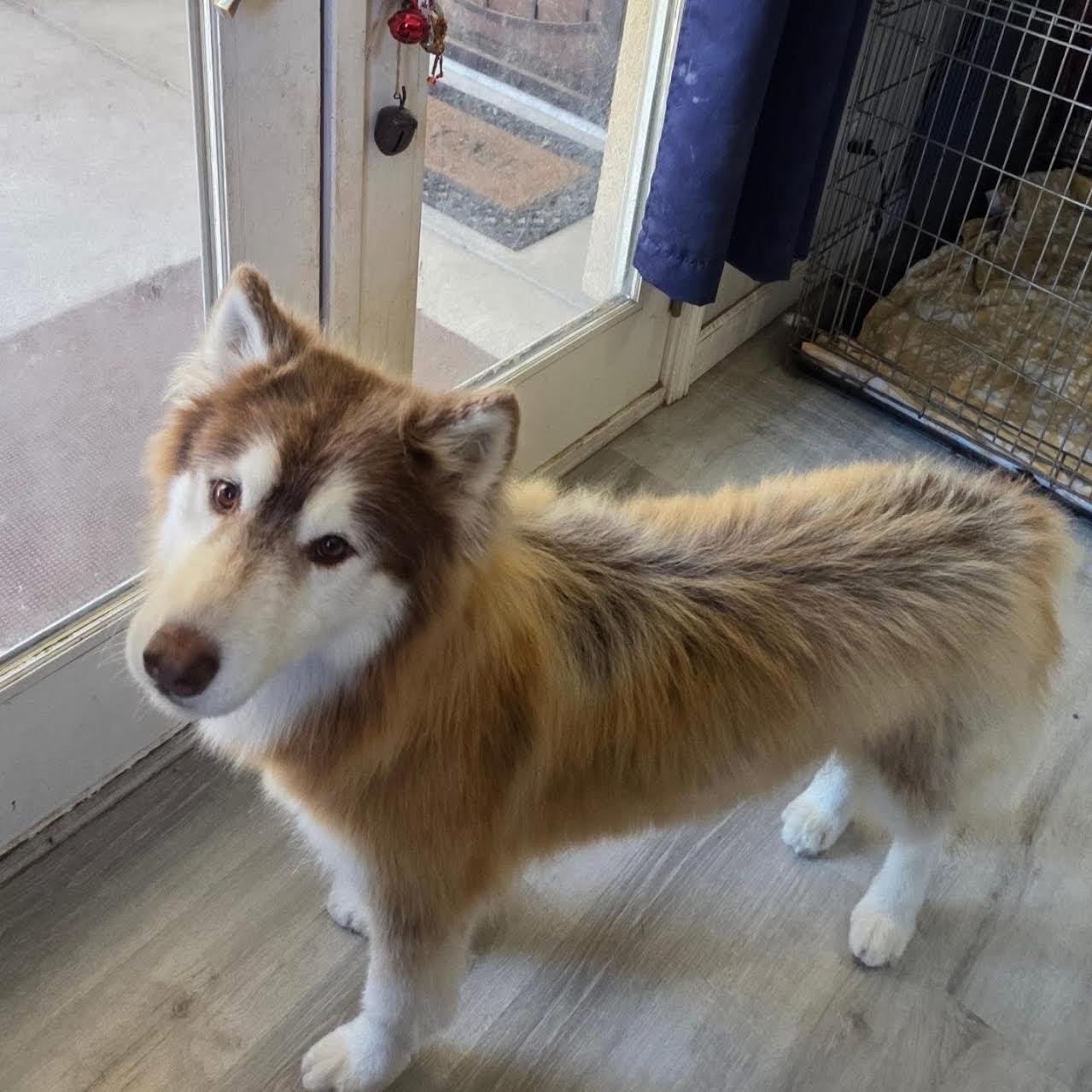 Flurry, ADOPTABLE, Senior Male Husky.