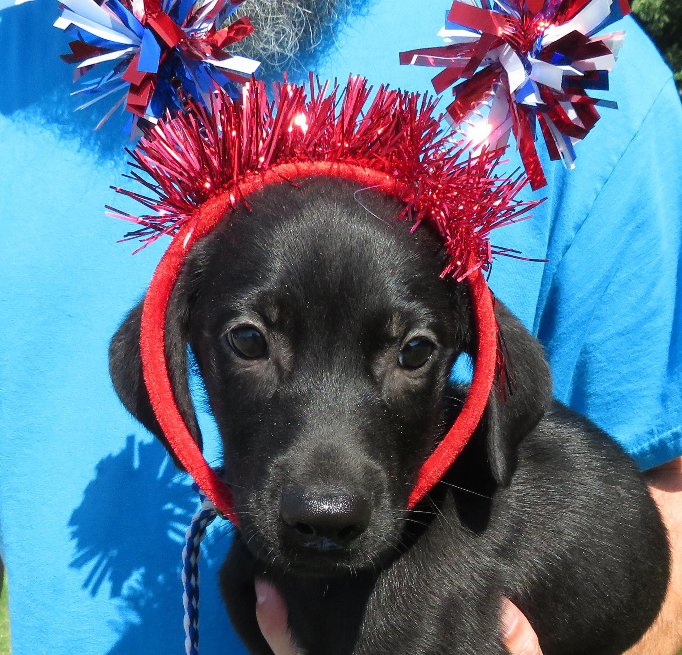 Roman Candle, Baby Male Labrador Retriever