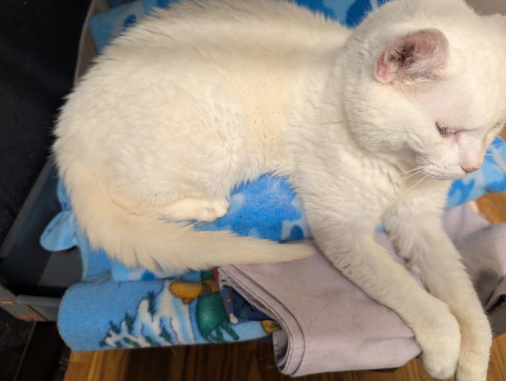 Salish, Adoptable, Adult Female Domestic Long Hair.