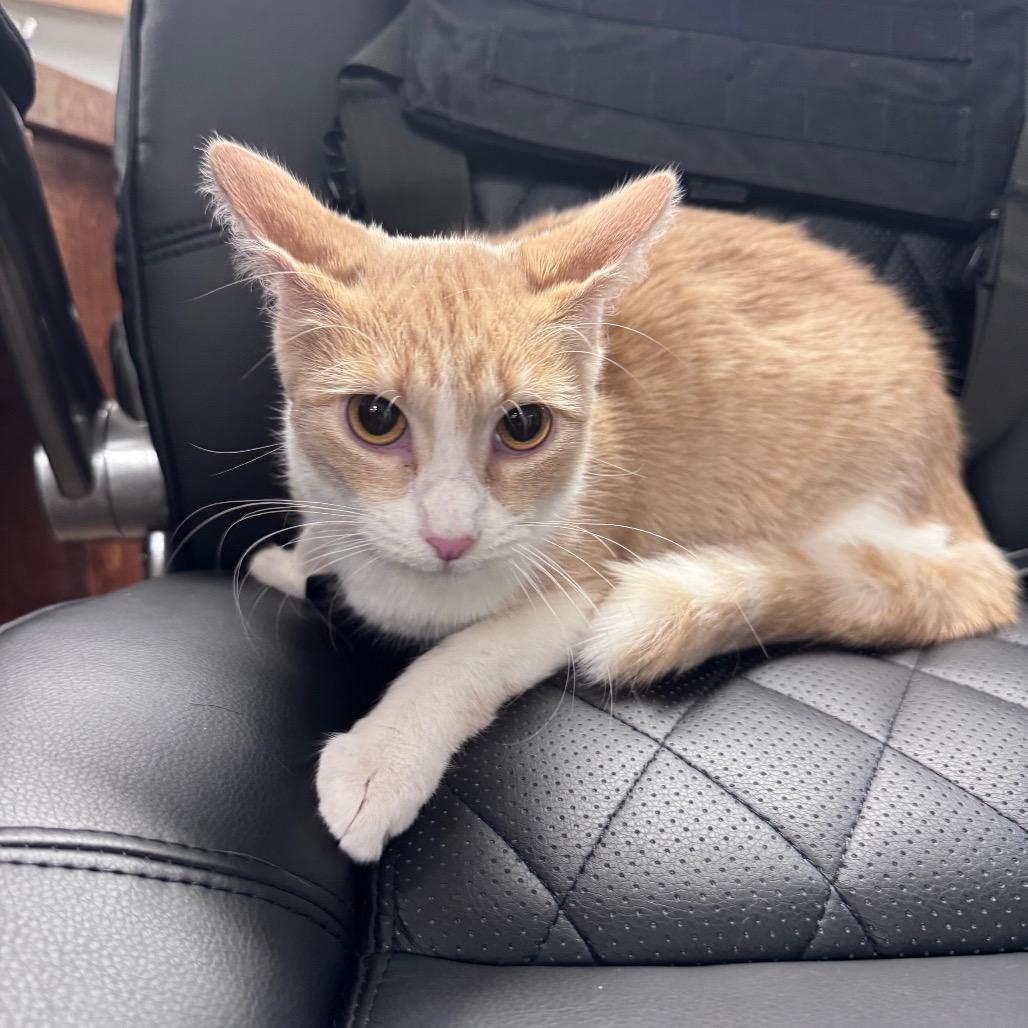 Sansa, Adoptable, Young Female Domestic Short Hair.