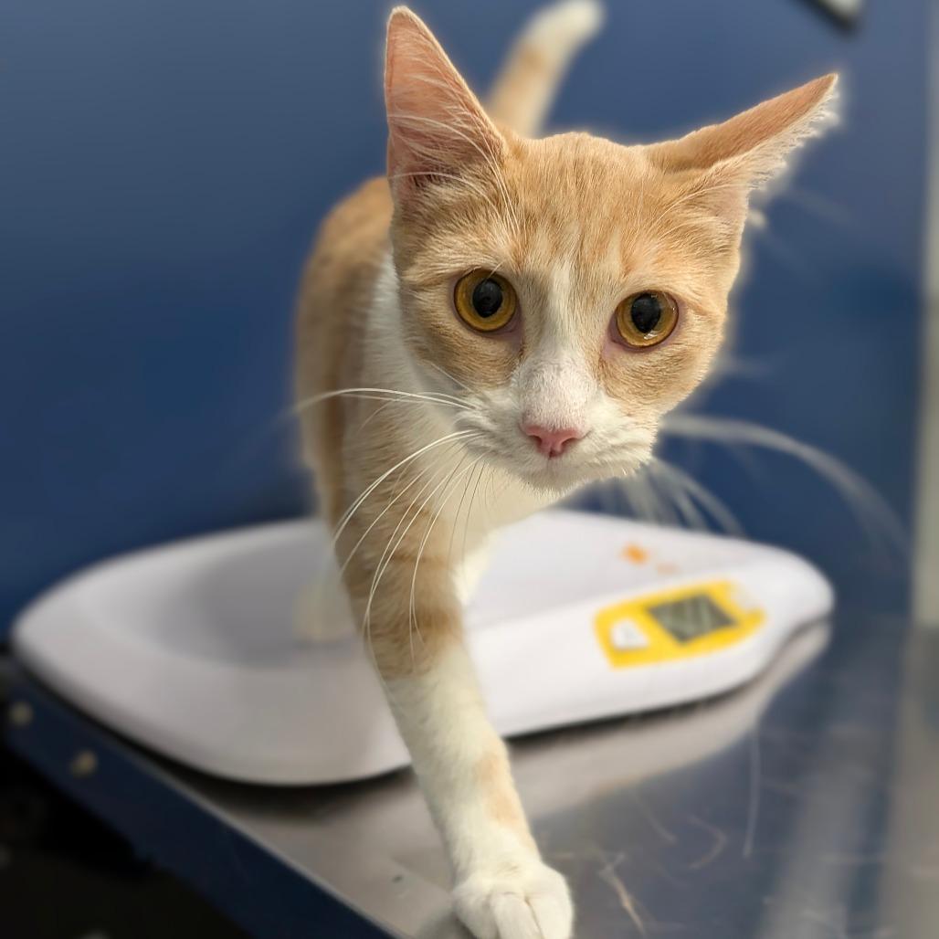 Sansa, a Adoptable Domestic Short Hair in Houston, TX image 2/3