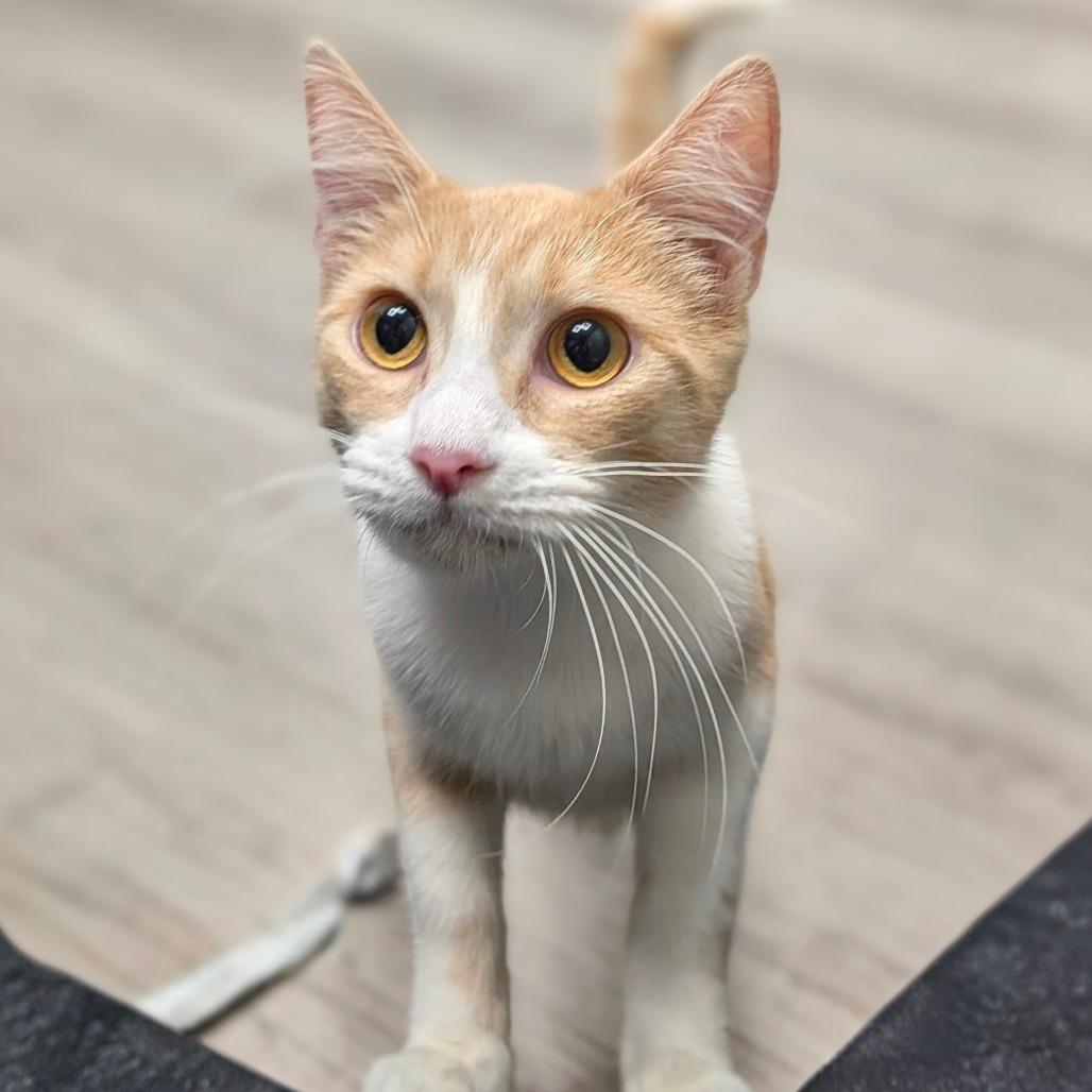 Sansa, a Adoptable Domestic Short Hair in Houston, TX image 3/3