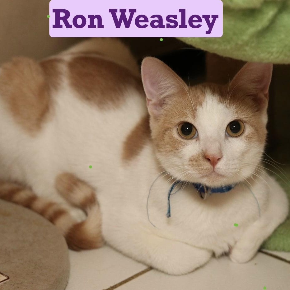 Enlarge Ron Weasley, a Adoptable Tabby in Houston, TX image 1/3
