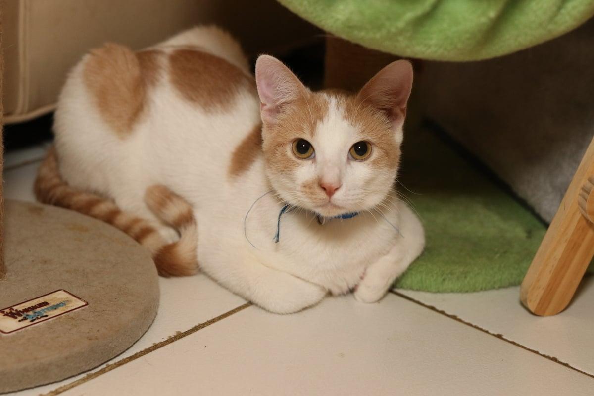 Ron Weasley, Adoptable, Young Male Tabby.