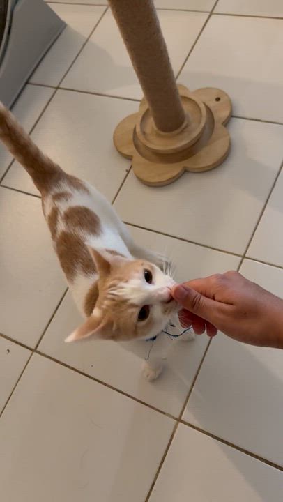 Enlarge Ron Weasley, a Adoptable Tabby in Houston, TX video 3/3