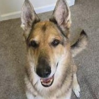 Eliza, ADOPTABLE, Senior Female German Shepherd Dog.