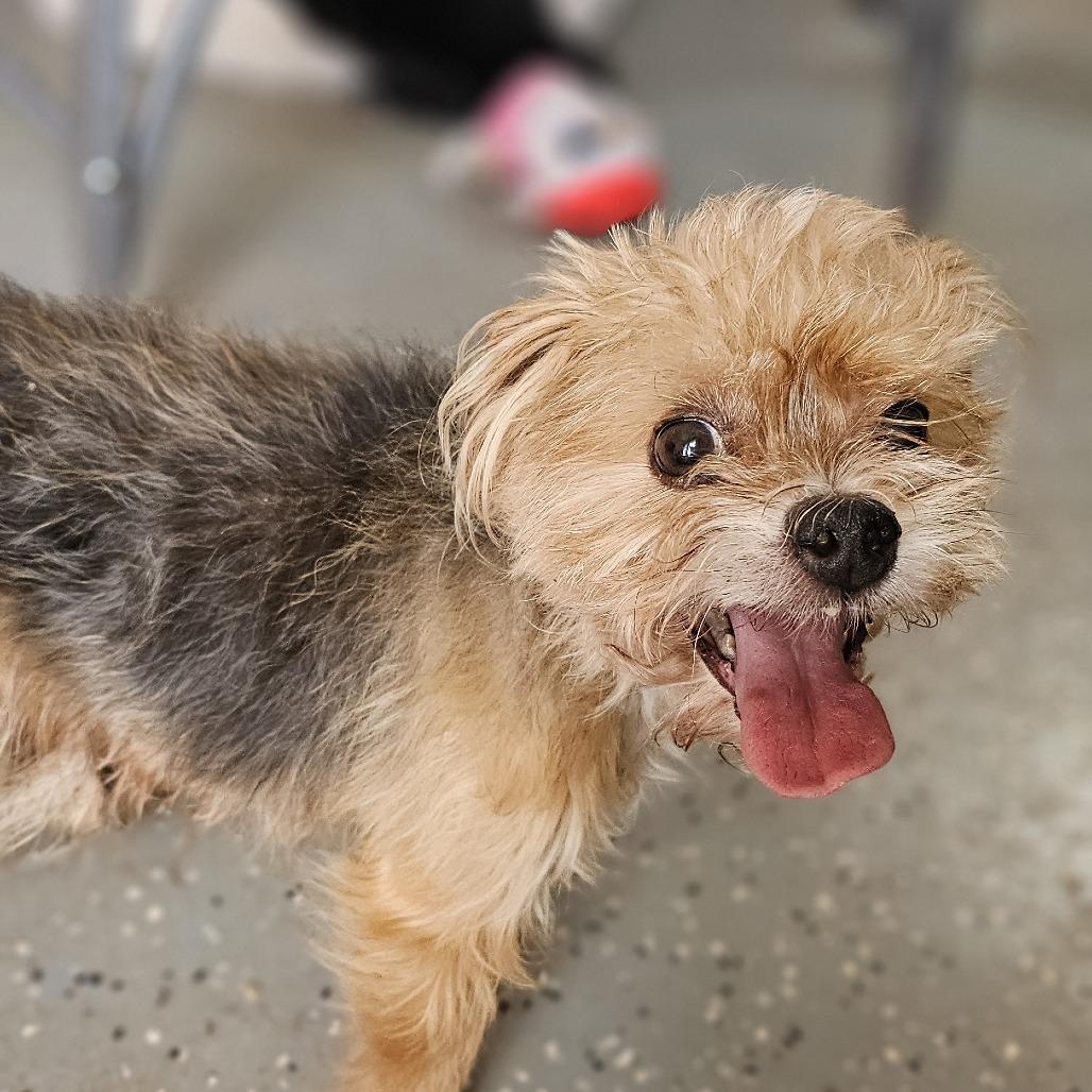 Alvin, Adoptable, Senior Male Yorkshire Terrier.