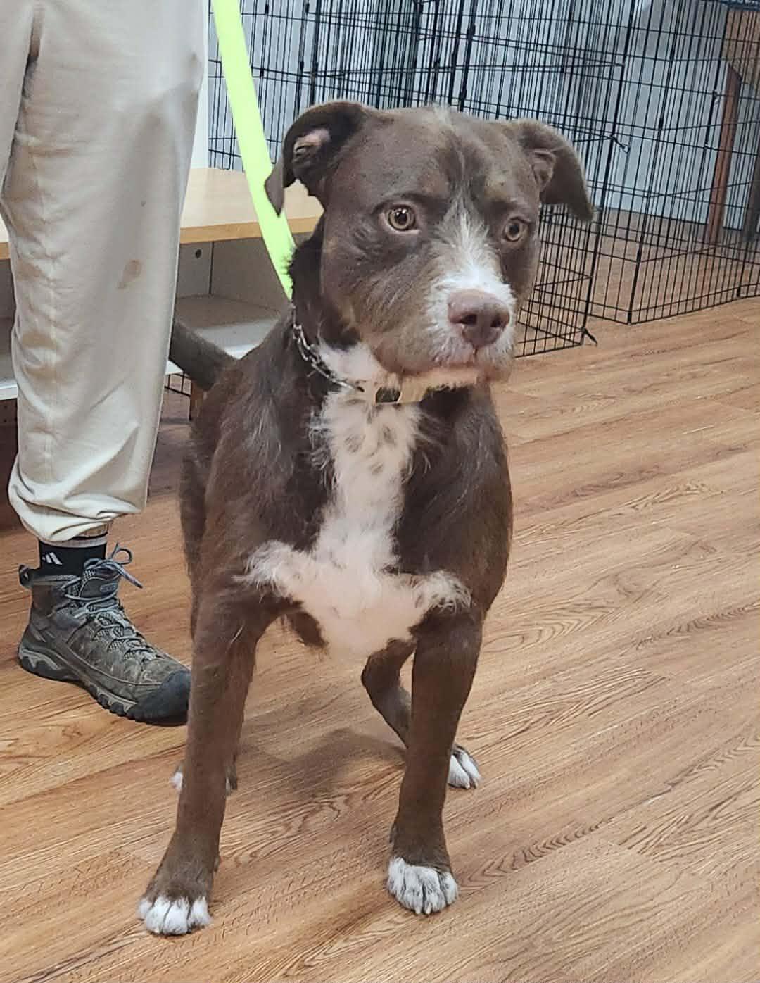 Waffle, a ADOPTABLE mixed breed in Eugene, OR image 3/4