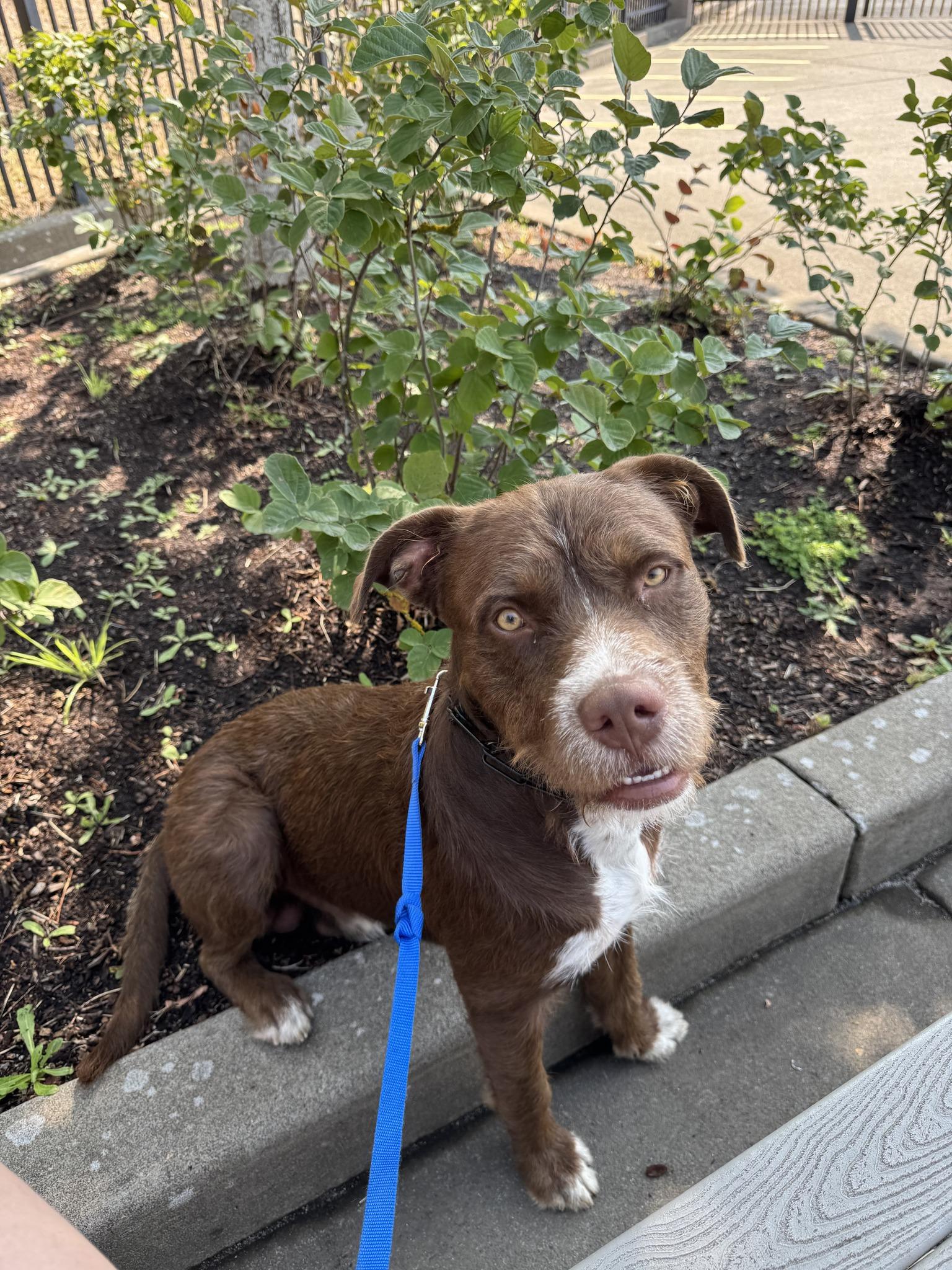 Waffle, a ADOPTABLE mixed breed in Eugene, OR image 4/4