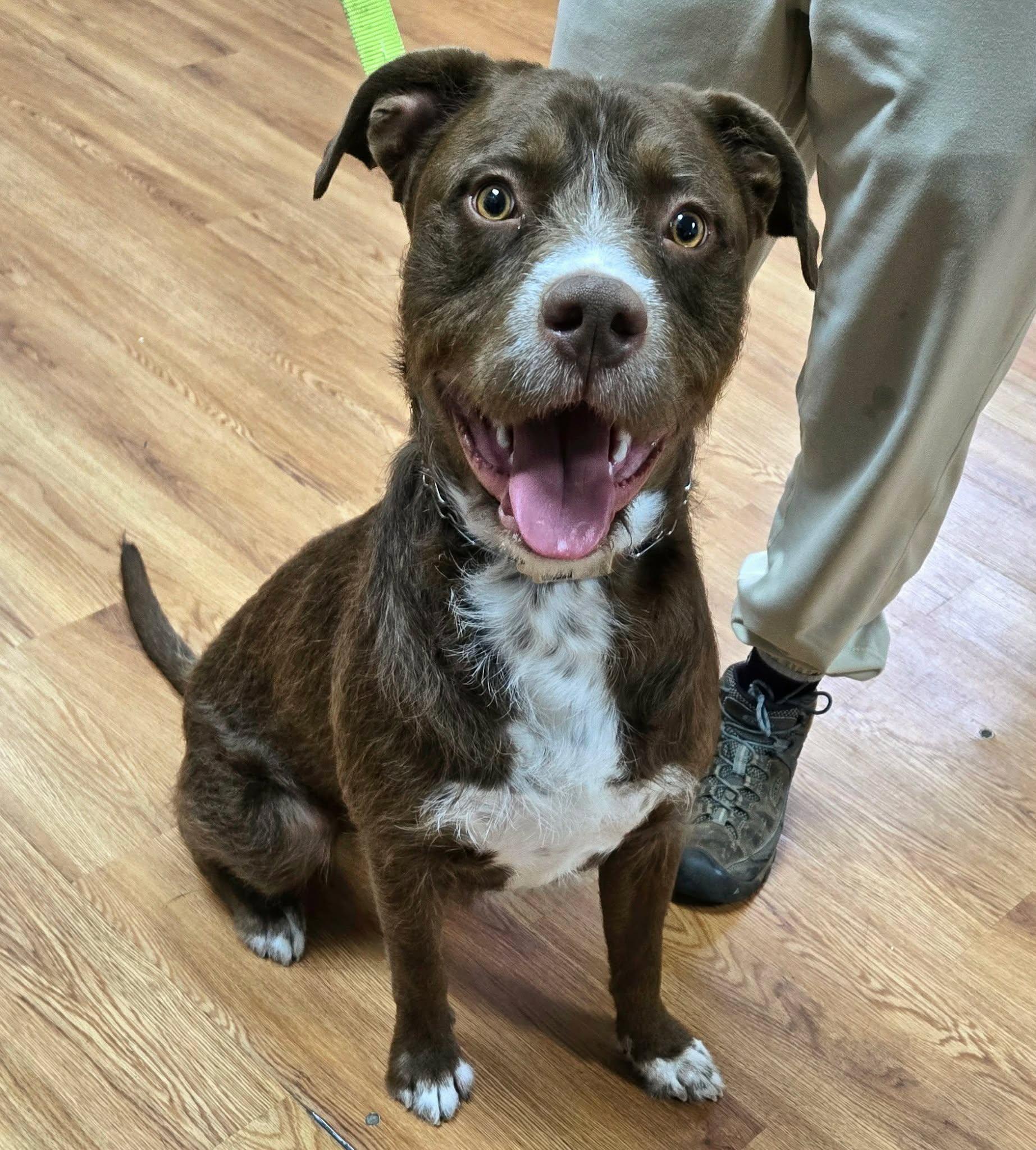 Waffle, a ADOPTABLE mixed breed in Eugene, OR image 1/4
