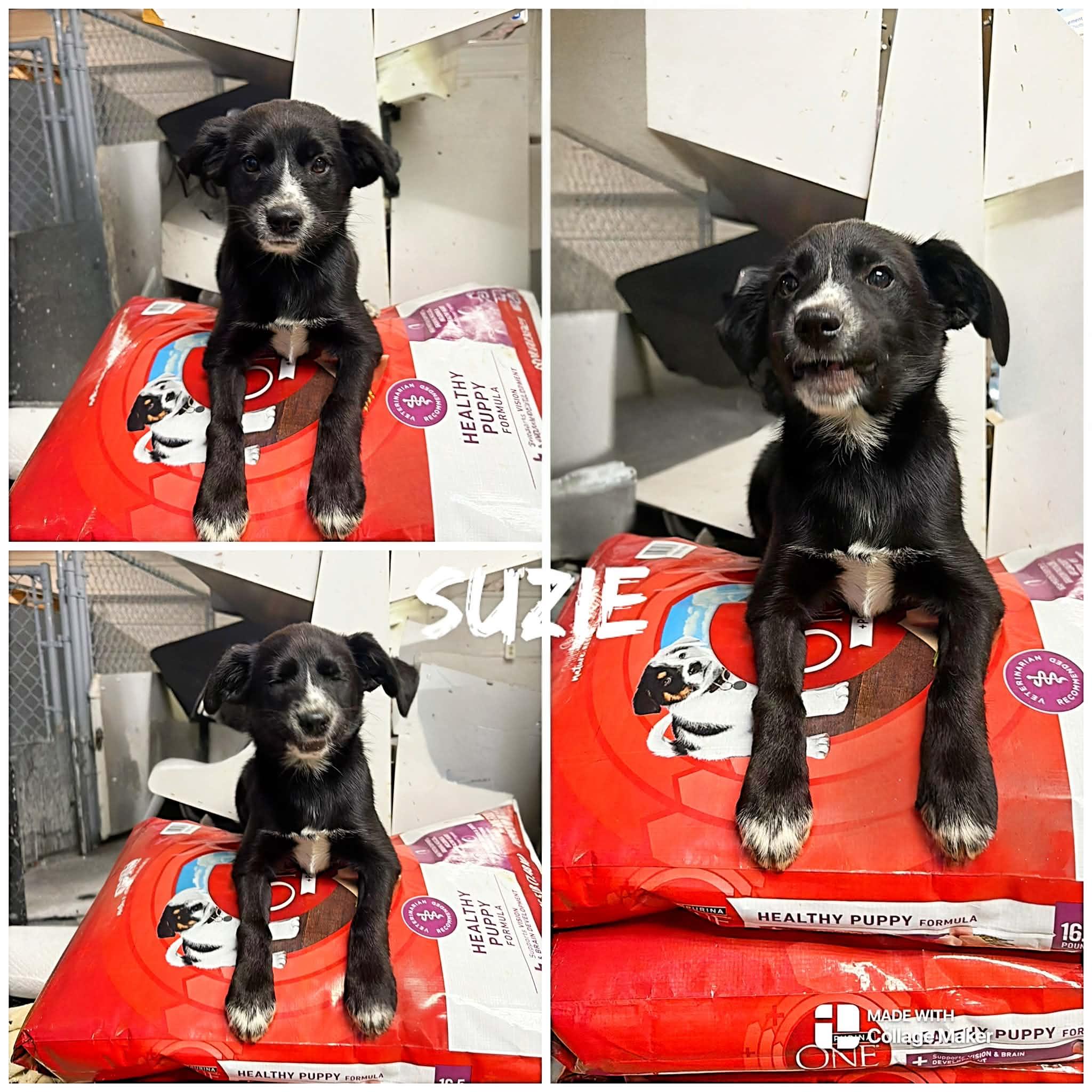Suzie, adopted, Young Female Border Collie.