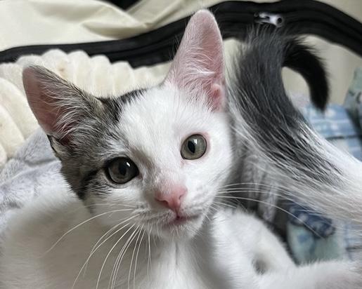 Beignet, Adoptable, Kitten Female Domestic Short Hair.