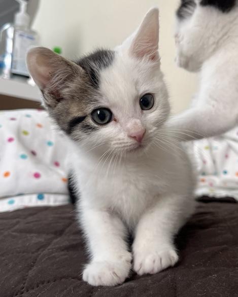 Beignet, a Adoptable Domestic Short Hair in San Francisco, CA image 2/4