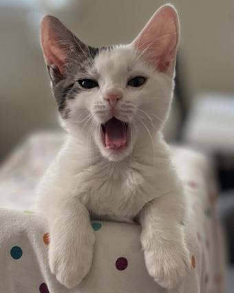 Beignet, a Adoptable Domestic Short Hair in San Francisco, CA image 3/4