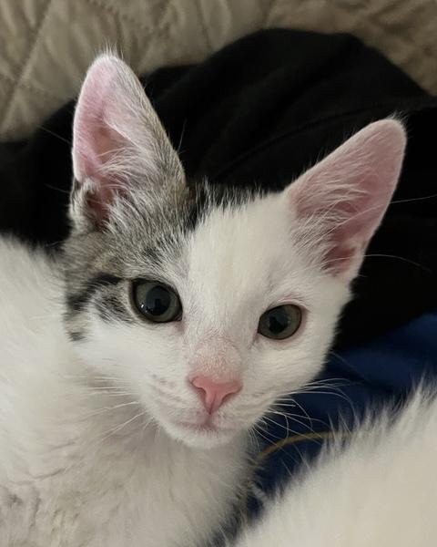 Beignet, a Adoptable Domestic Short Hair in San Francisco, CA image 4/4