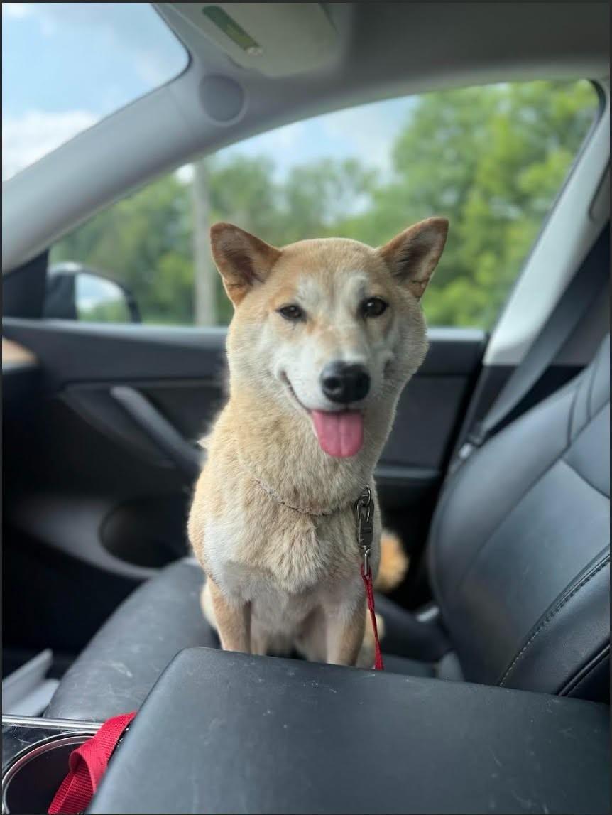 Enlarge Emma, a Adoptable Shiba Inu in Toms River, NJ image 5/6