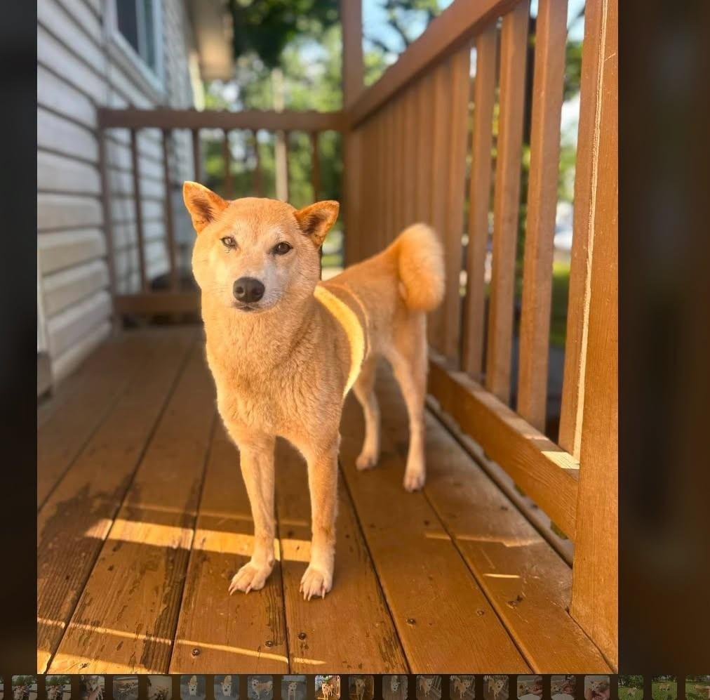 Enlarge Emma, a Adoptable Shiba Inu in Toms River, NJ image 2/6