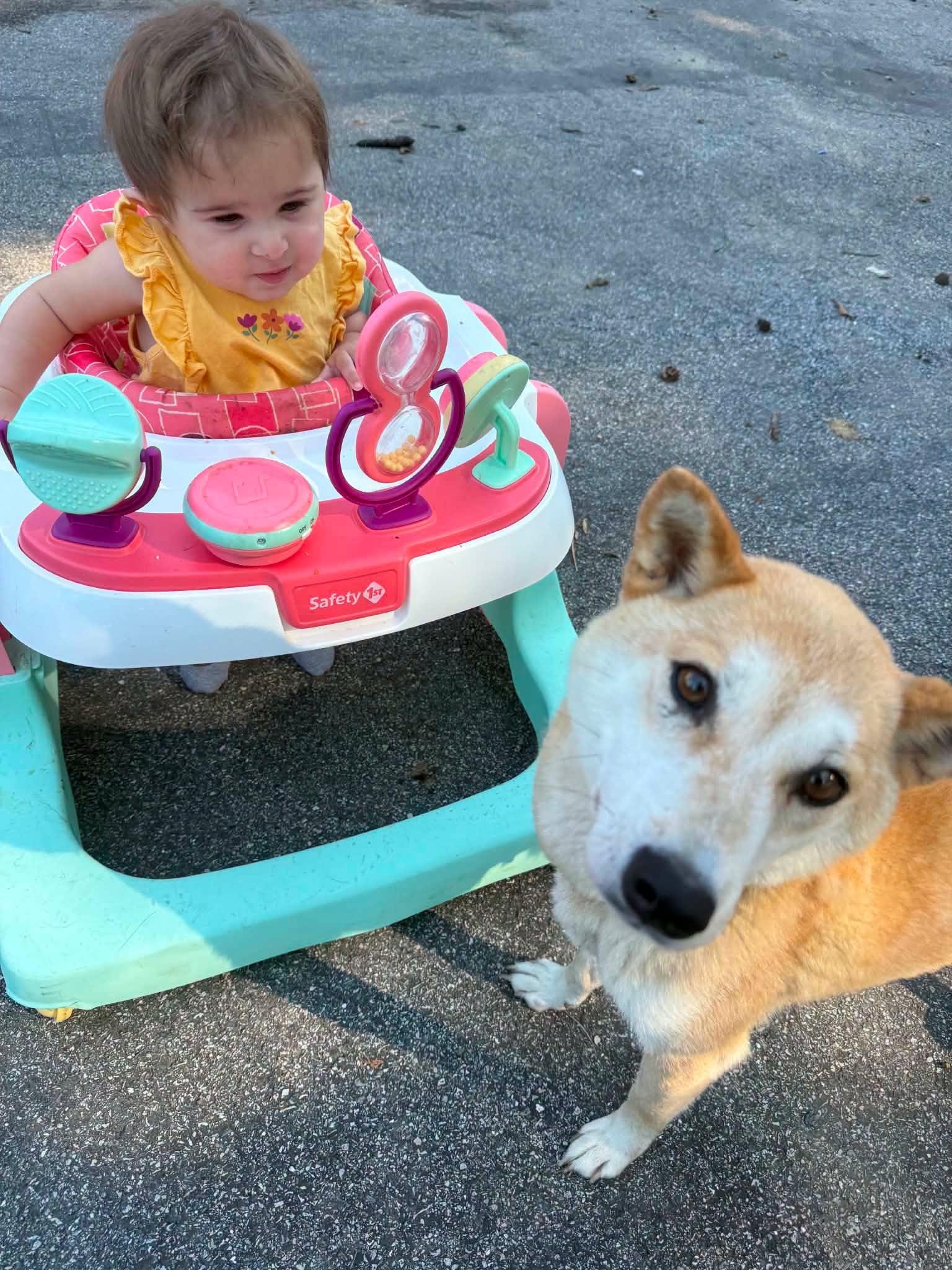 Enlarge Emma, a Adoptable Shiba Inu in Toms River, NJ image 3/6