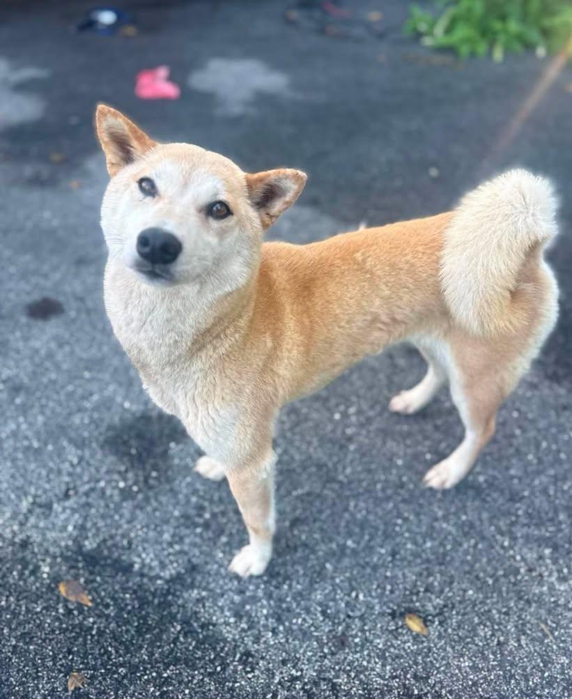 Enlarge Emma, a Adoptable Shiba Inu in Toms River, NJ image 6/6