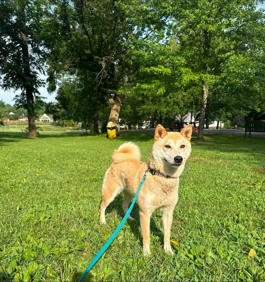 Emma, Adoptable, Adult Female Shiba Inu.