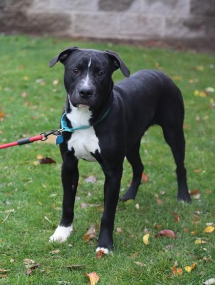 Socks, a Adoptable mixed breed in Walla Walla, WA image 1/3