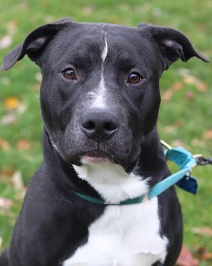 Socks, a Adoptable mixed breed in Walla Walla, WA image 3/3