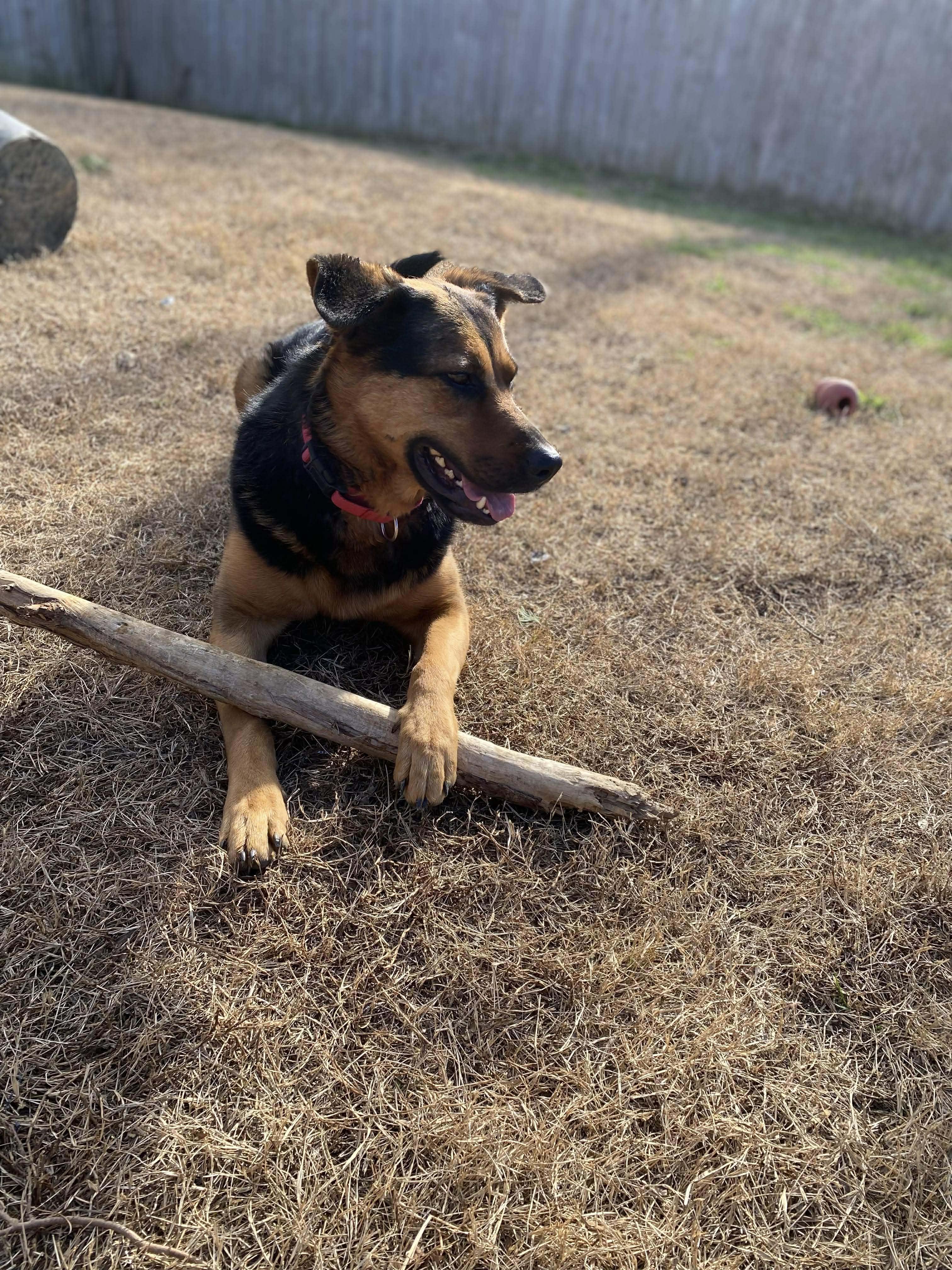Enlarge Farley, a Adoptable mixed breed in Spring Hill, TN image 2/6