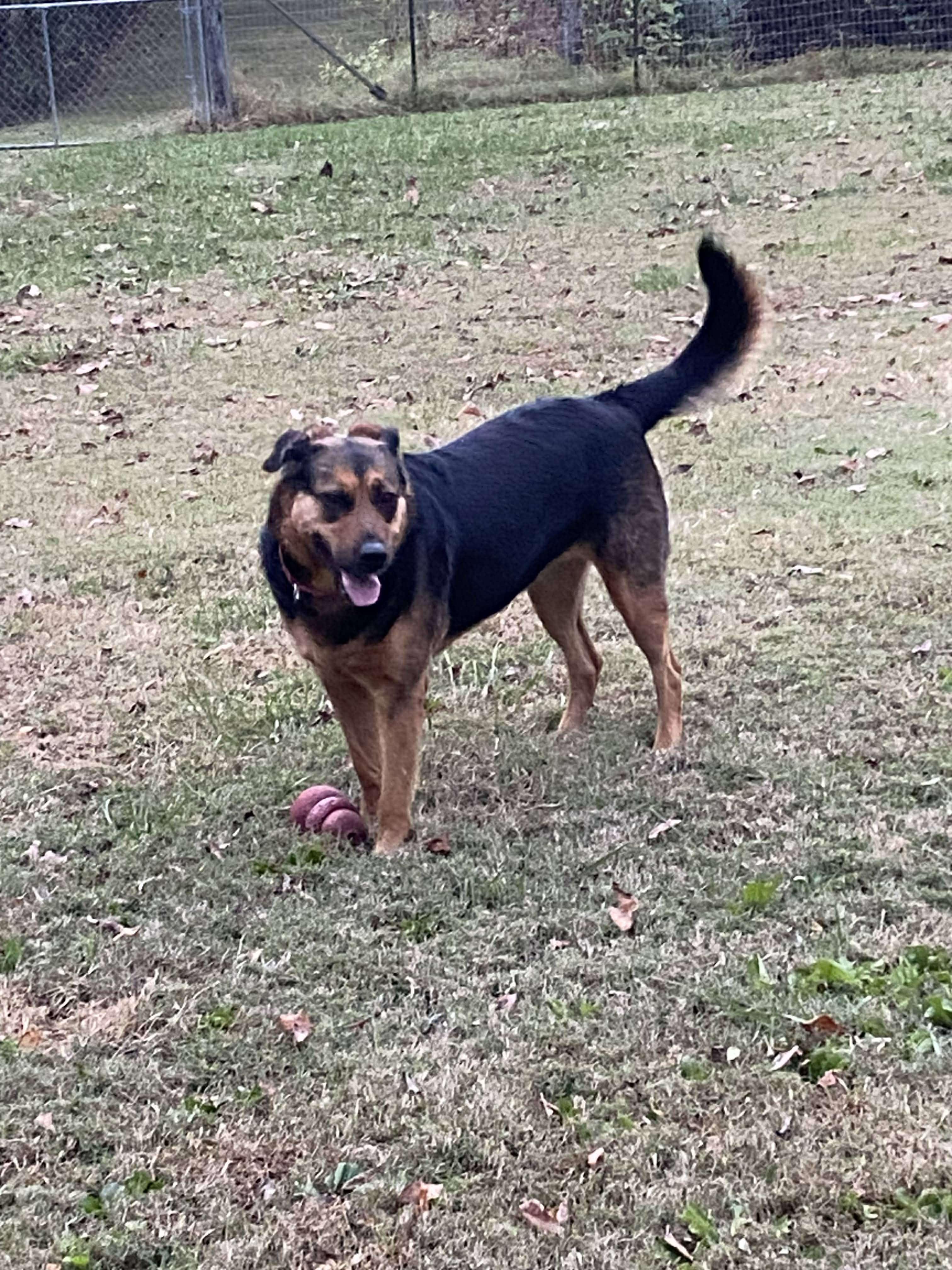 Farley, a Adoptable mixed breed in Spring Hill, TN image 2/6