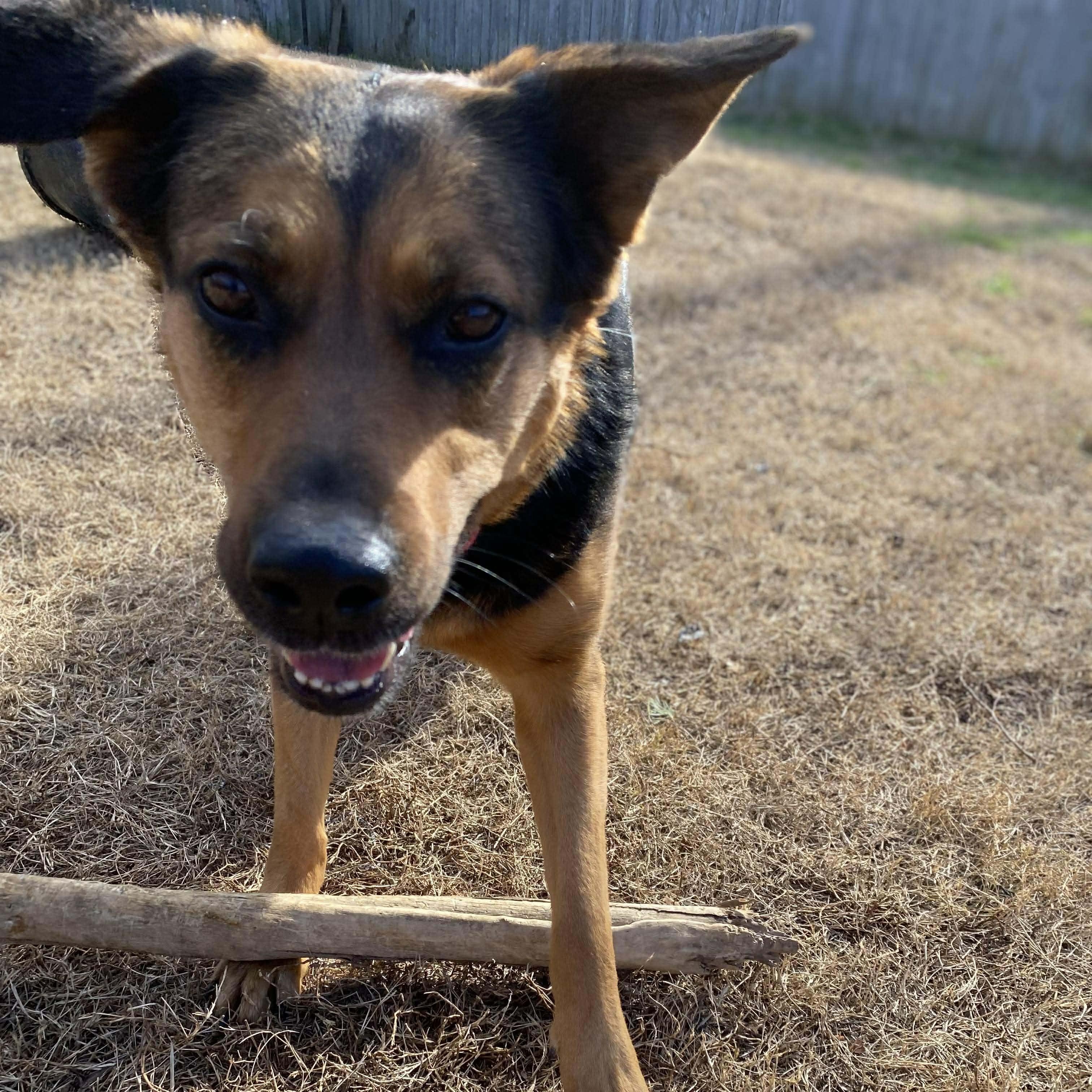 Enlarge Farley, a Adoptable mixed breed in Spring Hill, TN image 1/6