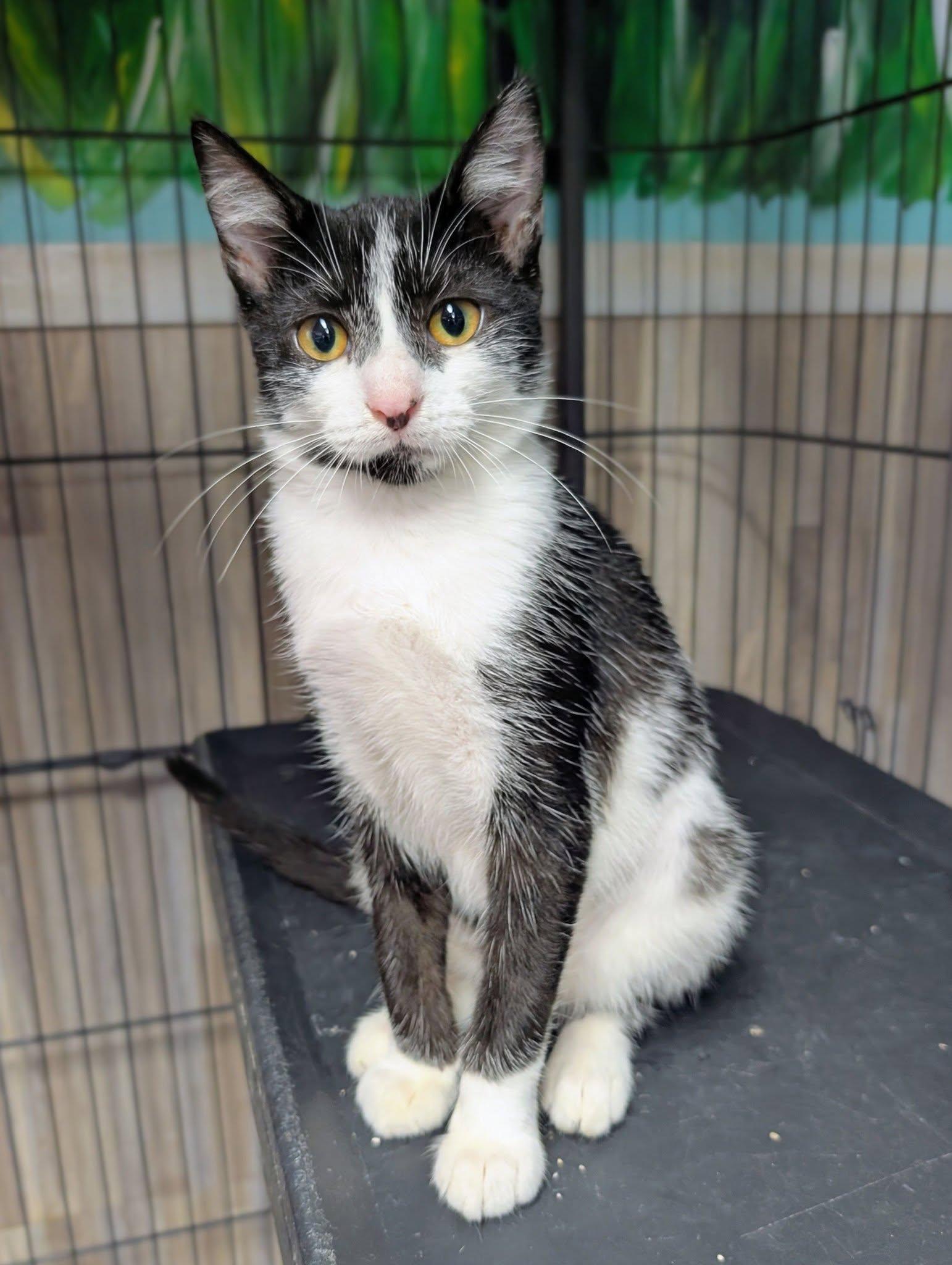 Enlarge Blackberry, a Adoptable Domestic Short Hair in Newburgh, IN image 1/1