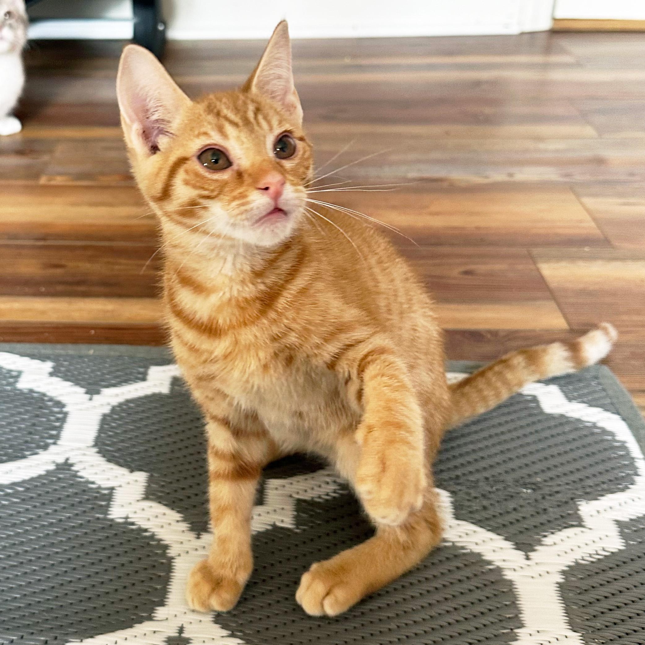 Elio, an adoptable Domestic Short Hair in Apex, NC image 3/6