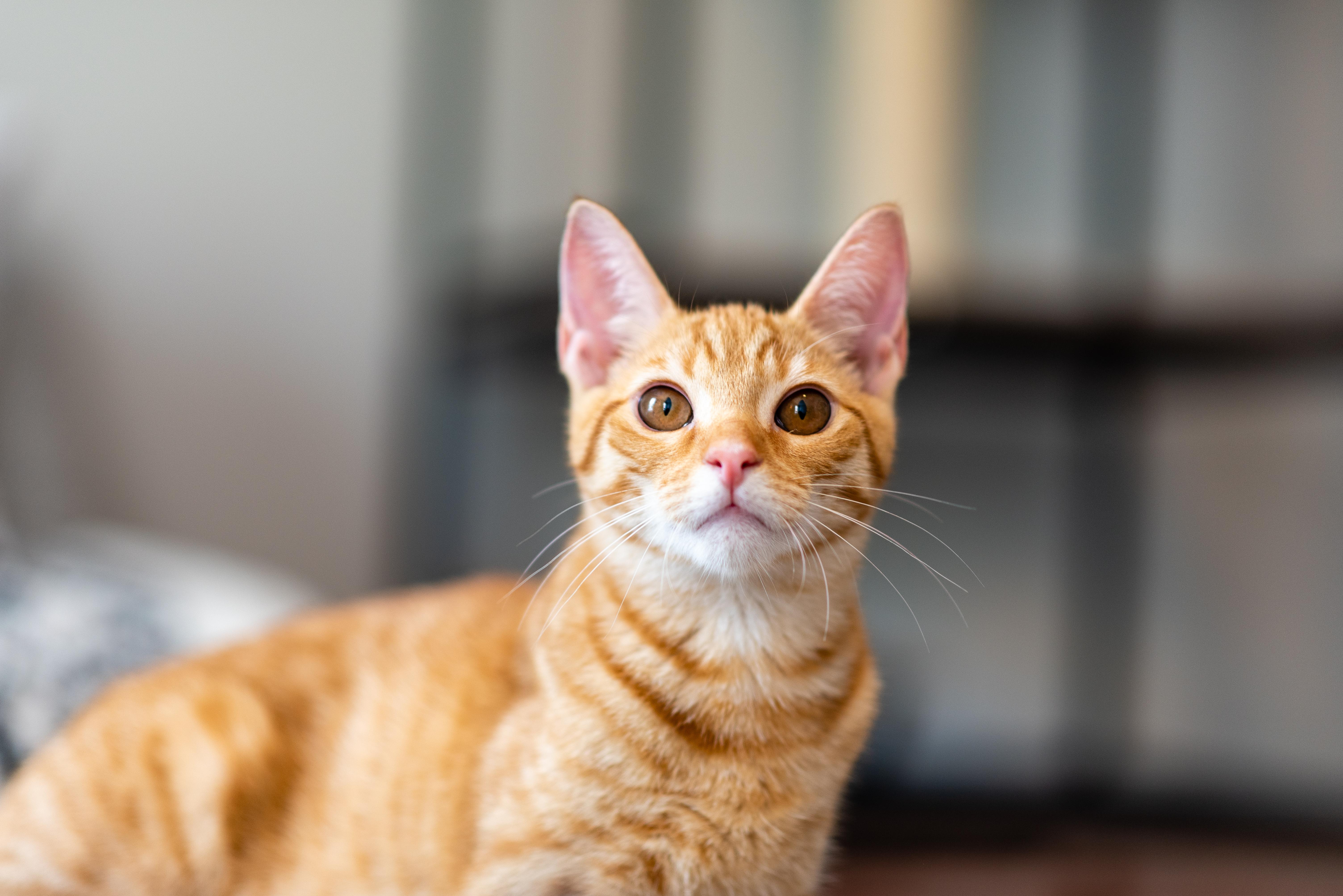 Elio, an adoptable Domestic Short Hair in Apex, NC image 6/6
