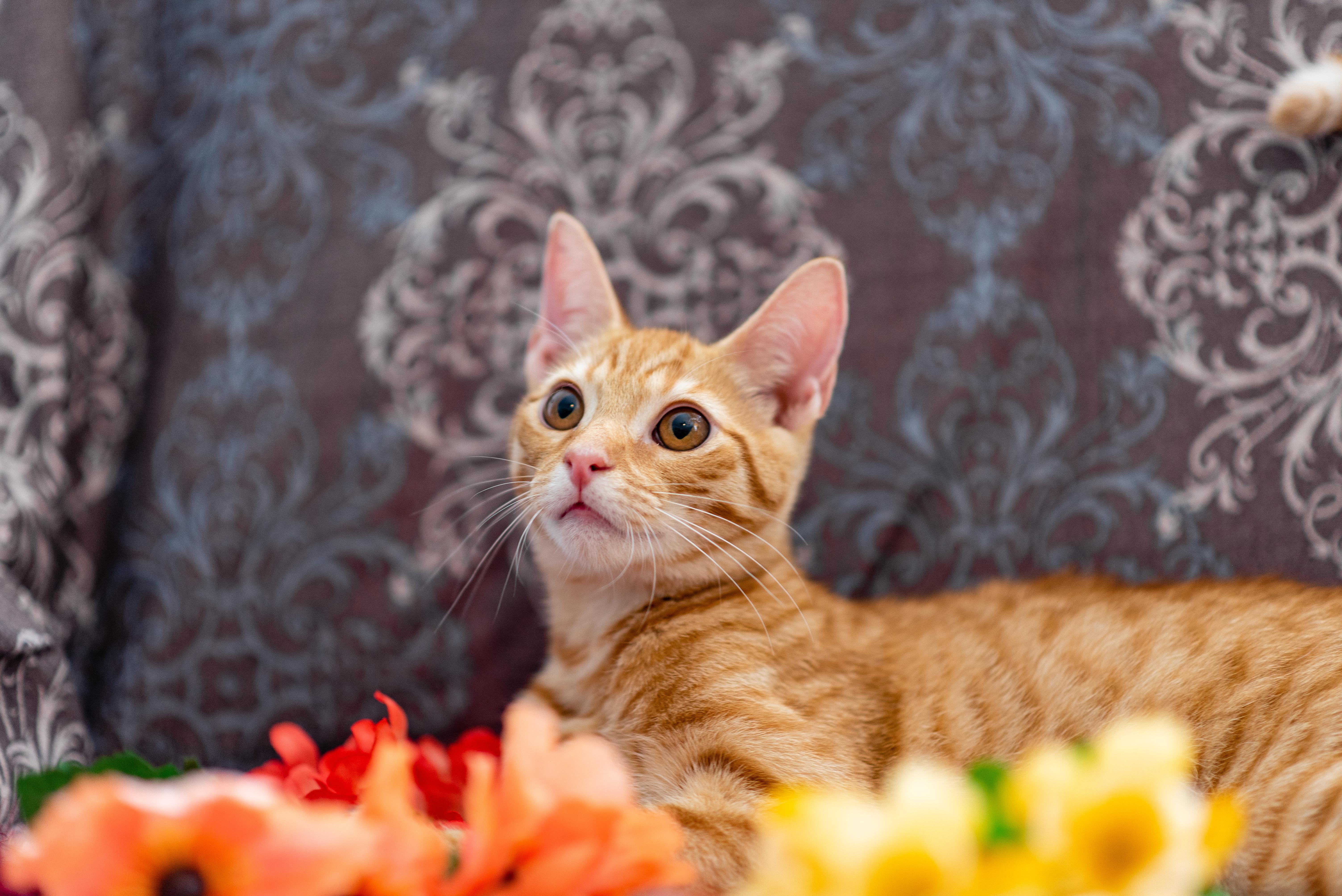 Elio, an adoptable Domestic Short Hair in Apex, NC image 2/6