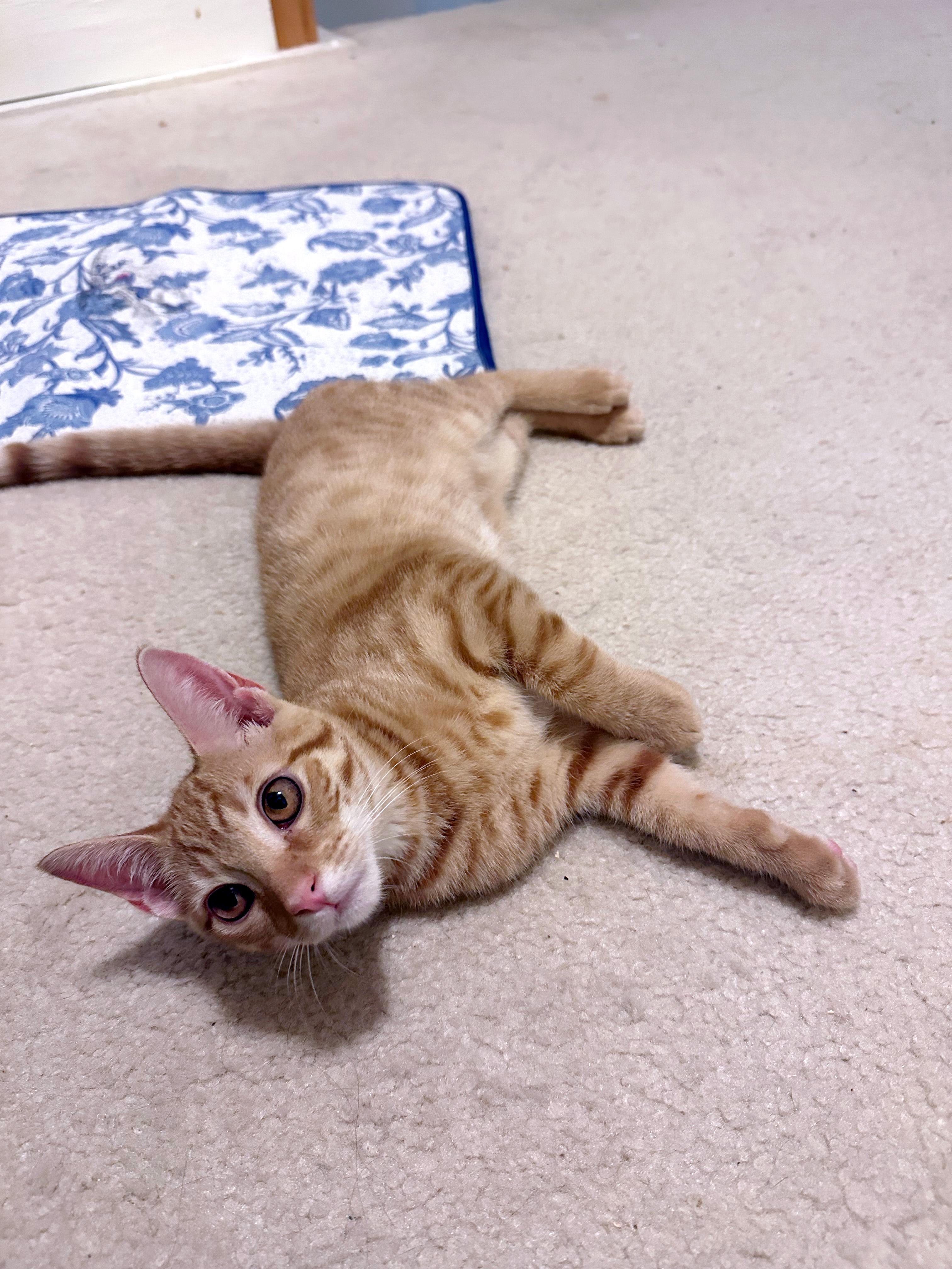 Elio, an adoptable Domestic Short Hair in Apex, NC image 5/6
